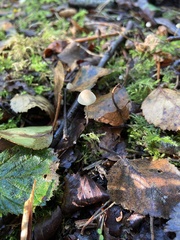 Mycena galopus
