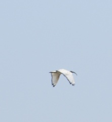 Threskiornis aethiopicus