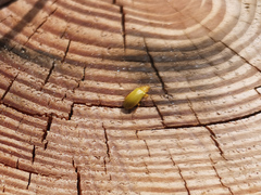 Cteniopus sulphureus