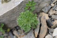 Artemisia tsugitakaensis