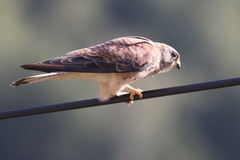 Falco naumanni