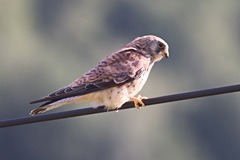 Falco naumanni