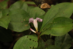 Costaceae