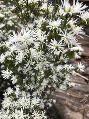 Pseudanthus pimeleoides