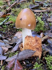 Amanita crocea