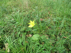 Hemerocallis minor