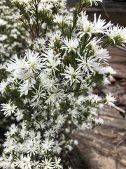 Pseudanthus pimeleoides