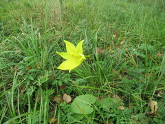 Hemerocallis minor