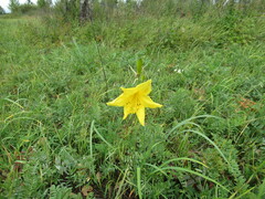 Hemerocallis minor