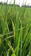 Oryza sativa