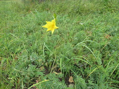 Hemerocallis minor