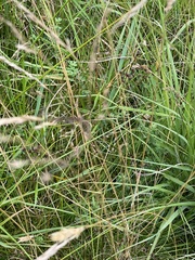 Juncus articulatus