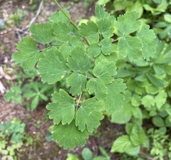 Thalictrum occidentale