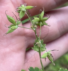 Thalictrum occidentale
