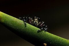 Hyllus diardi
