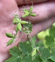 Thalictrum occidentale