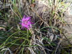 Dianthus pygmaeus