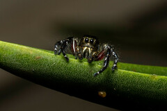 Hyllus diardi
