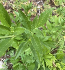 Osmorhiza occidentalis