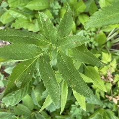 Osmorhiza occidentalis