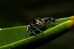 Hyllus diardi