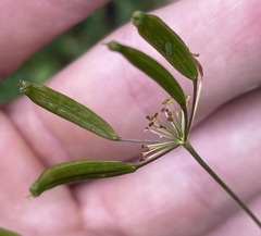Osmorhiza occidentalis