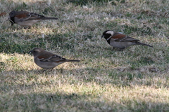 Passer melanurus vicinus