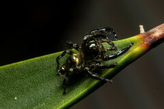 Hyllus diardi