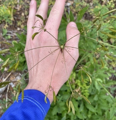 Osmorhiza occidentalis