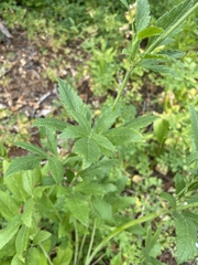 Osmorhiza occidentalis