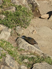 Trochalopteron morrisonianum