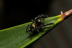 Hyllus diardi