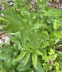 Osmorhiza occidentalis