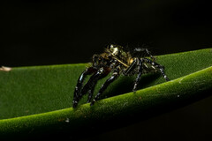 Hyllus diardi