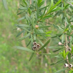 Kunzea leptospermoides