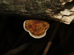 Hexagonia tenuis