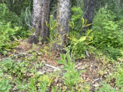 Osmorhiza occidentalis