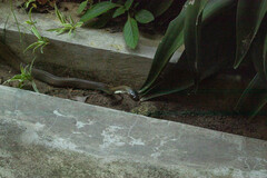 Naja sumatrana