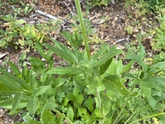 Osmorhiza occidentalis