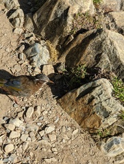 Trochalopteron morrisonianum