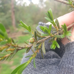 Kunzea leptospermoides