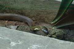 Naja sumatrana