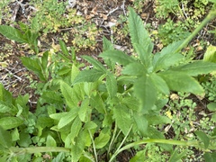 Osmorhiza occidentalis
