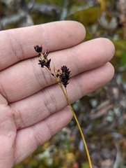Carex caucasica jisaburo-ohwiana