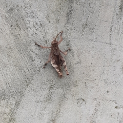 Trilophidia annulata