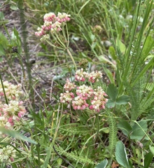 Eriogonum umbellatum
