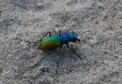 Cicindela scutellaris