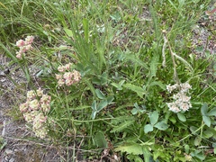 Eriogonum umbellatum