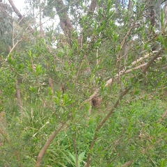 Kunzea leptospermoides