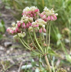 Eriogonum umbellatum